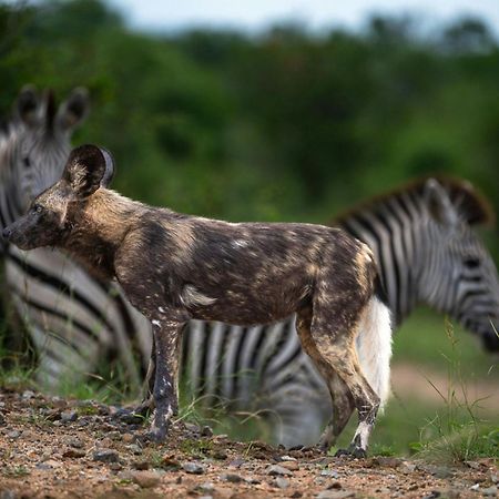 Leopard Sands Kruger Park Скукуза Екстериор снимка