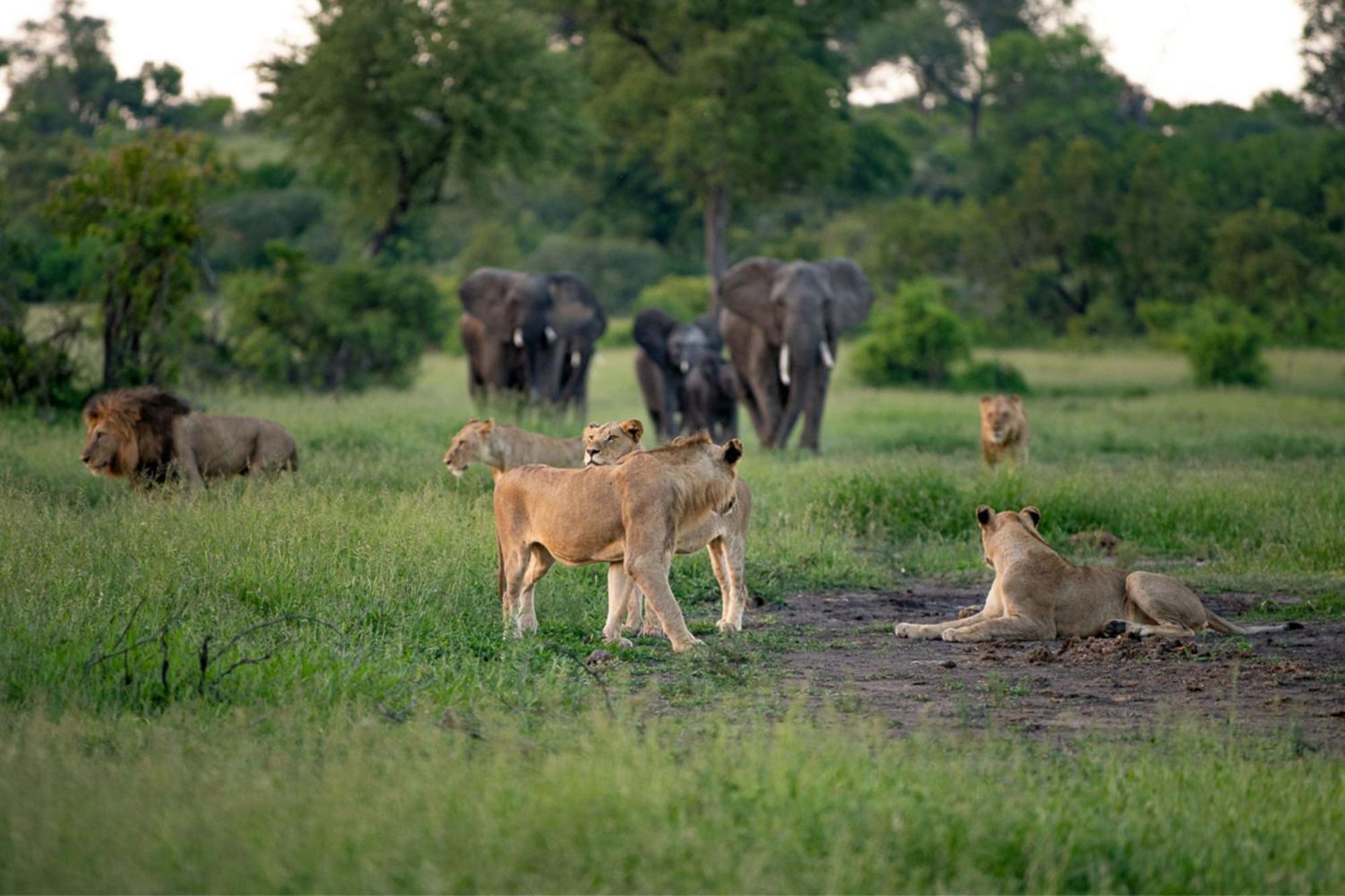 Leopard Sands Kruger Park Скукуза Екстериор снимка