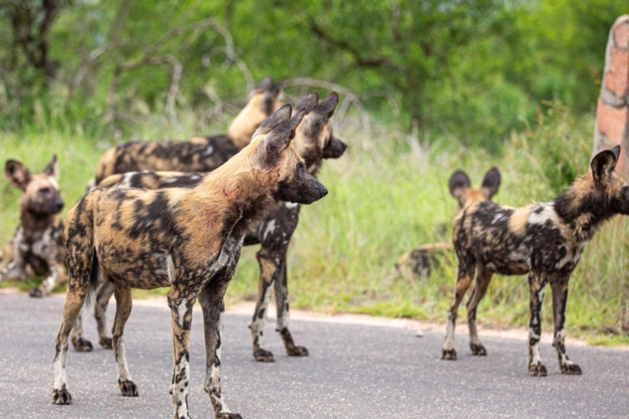 Leopard Sands Kruger Park Скукуза Екстериор снимка