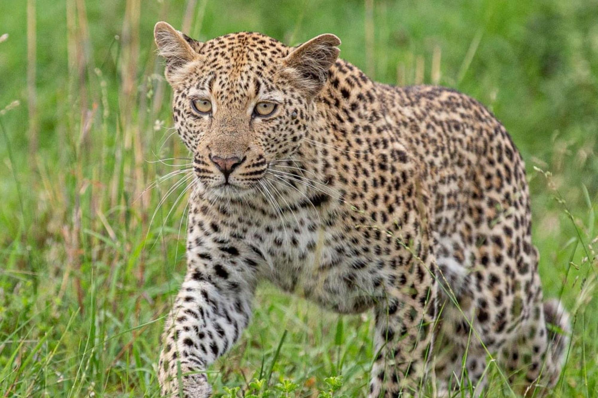 Leopard Sands Kruger Park Скукуза Екстериор снимка