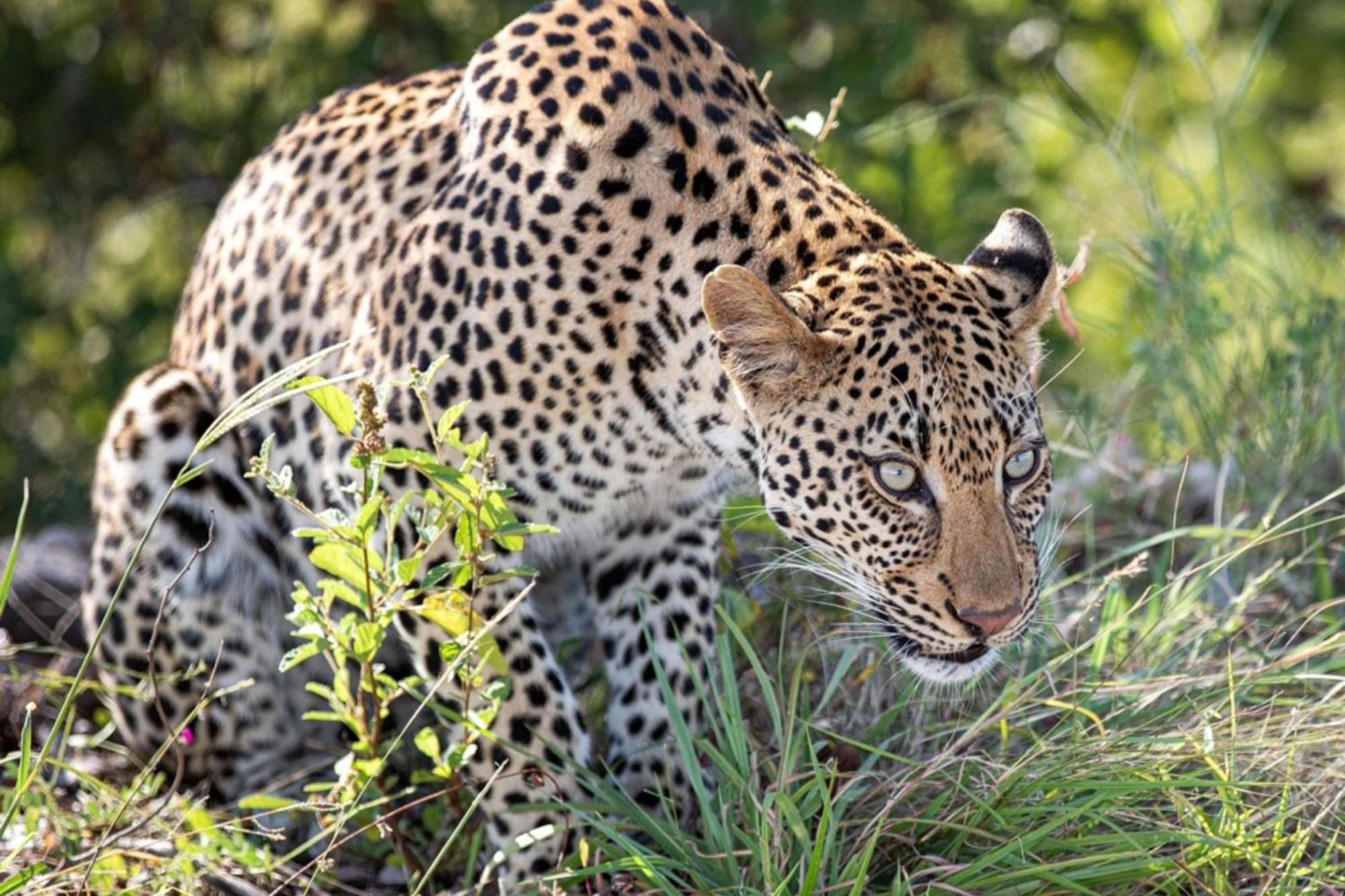 Leopard Sands Kruger Park Скукуза Екстериор снимка